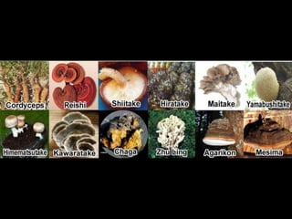 More than 22,000 Phythonutrients
29 Vitamins, Minerals and Trace Minerals
12 Whole Fruit Juice Blend
12 Whole Vegetable Juice Blend
14 Green Foods / Spirulina Blend
12 Mushrooms
18 Amino acids
12 Digestive enzymes
12 Specialty nutrients
10 Essential Fatty Acids
 