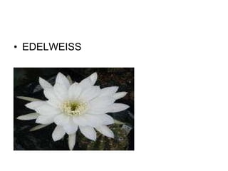 EDELWEISS 