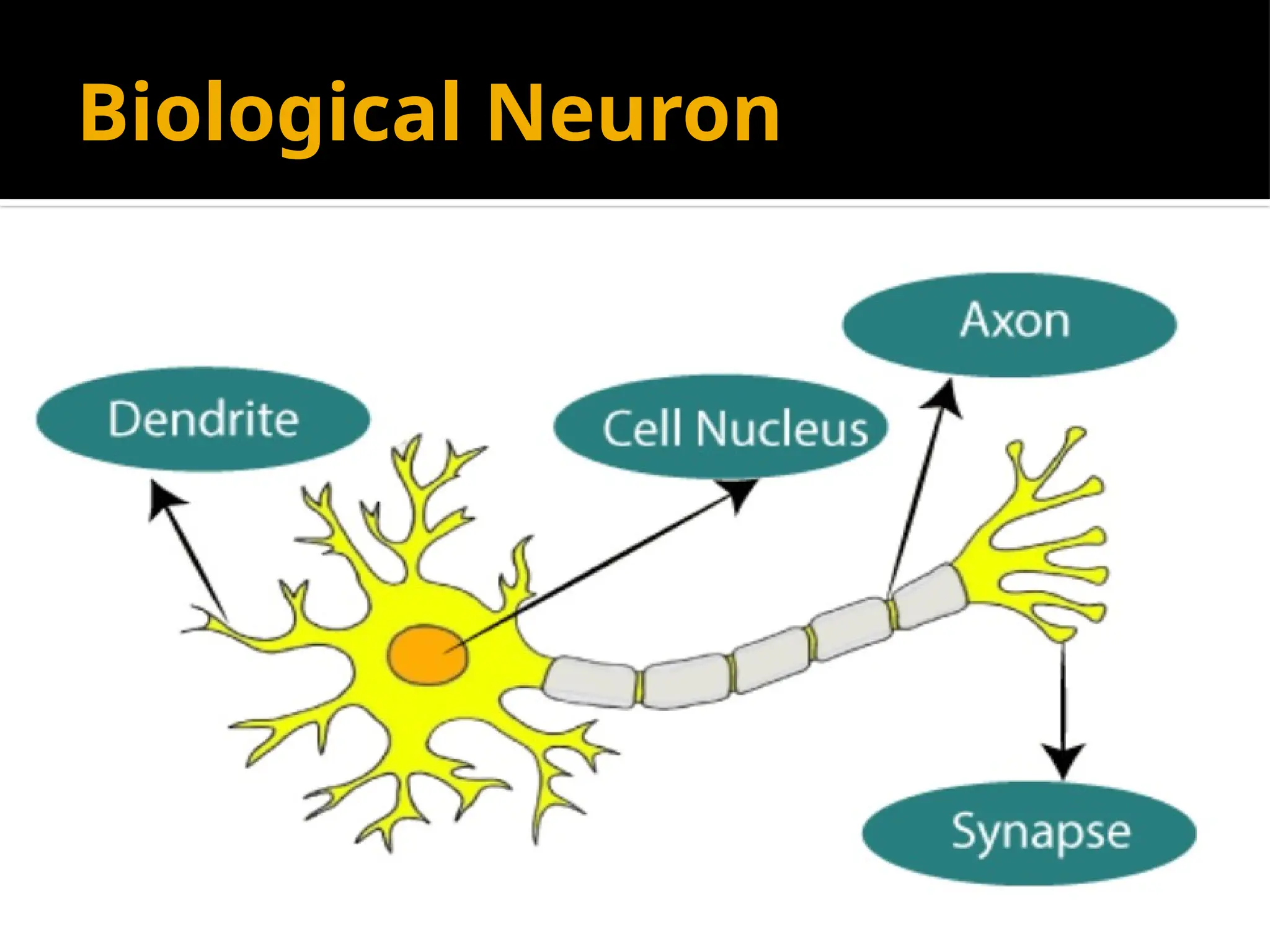 Biological Neuron
 