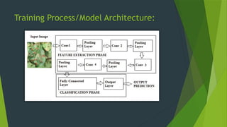 Training Process/Model Architecture:
 