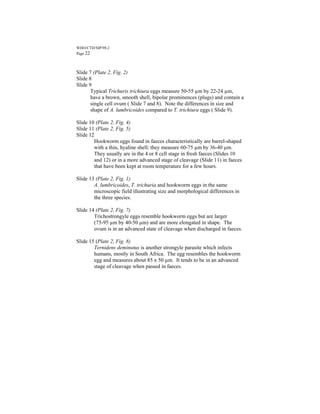 WHO/CTD/SIP/98.2
Page 22



Slide 7 (Plate 2, Fig. 2)
Slide 8
Slide 9
       Typical Trichuris trichiura eggs measure 50-55 µm by 22-24 µm,
       have a brown, smooth shell, bipolar prominences (plugs) and contain a
       single cell ovum ( Slide 7 and 8). Note the differences in size and
       shape of A. lumbricoides compared to T. trichiura eggs ( Slide 9).

Slide 10 (Plate 2, Fig. 4)
Slide 11 (Plate 2, Fig. 5)
Slide 12
        Hookworm eggs found in faeces characteristically are barrel-shaped
        with a thin, hyaline shell; they measure 60-75 µm by 36-40 µm.
        They usually are in the 4 or 8 cell stage in fresh faeces (Slides 10
        and 12) or in a more advanced stage of cleavage (Slide 11) in faeces
        that have been kept at room temperature for a few hours.

Slide 13 (Plate 2, Fig. 1)
        A. lumbricoides, T. trichuria and hookworm eggs in the same
        microscopic field illustrating size and morphological differences in
        the three species.

Slide 14 (Plate 2, Fig. 7)
        Trichostrongyle eggs resemble hookworm eggs but are larger
        (75-95 µm by 40-50 µm) and are more elongated in shape. The
        ovum is in an advanced state of cleavage when discharged in faeces.

Slide 15 (Plate 2, Fig. 8)
        Ternidens deminutus is another strongyle parasite which infects
        humans, mostly in South Africa. The egg resembles the hookworm
        egg and measures about 85 x 50 µm. It tends to be in an advanced
        stage of cleavage when passed in faeces.
 