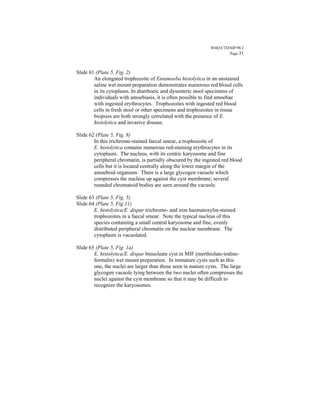 WHO/CTD/SIP/98.2
                                                                      Page 31



Slide 61 (Plate 5, Fig. 2)
        An elongated trophozoite of Entamoeba histolytica in an unstained
        saline wet mount preparation demonstrates numerous red blood cells
        in its cytoplasm. In diarrhoeic and dysenteric stool specimens of
        individuals with amoebiasis, it is often possible to find amoebae
        with ingested erythrocytes. Trophozoites with ingested red blood
        cells in fresh stool or other specimens and trophozoites in tissue
        biopsies are both strongly correlated with the presence of E.
        histolytica and invasive disease.

Slide 62 (Plate 5, Fig. 8)
        In this trichrome-stained faecal smear, a trophozoite of
        E. histolytica contains numerous red-staining erythrocytes in its
        cytoplasm. The nucleus, with its centric karyosome and fine
        peripheral chromatin, is partially obscured by the ingested red blood
        cells but it is located centrally along the lower margin of the
        amoeboid organism. There is a large glycogen vacuole which
        compresses the nucleus up against the cyst membrane; several
        rounded chromatoid bodies are seen around the vacuole.

Slide 63 (Plate 5, Fig. 5)
Slide 64 (Plate 5, Fig.11)
        E. histolytica/E. dispar trichrome- and iron haematoxylin-stained
        trophozoites in a faecal smear. Note the typical nucleus of this
        species containing a small central karyosome and fine, evenly
        distributed peripheral chromatin on the nuclear membrane. The
        cytoplasm is vacuolated.

Slide 65 (Plate 5, Fig. 1a)
        E. histolytica/E. dispar binucleate cyst in MIF (merthiolate-iodine-
        formalin) wet mount preparation. In immature cysts such as this
        one, the nuclei are larger than those seen in mature cysts. The large
        glycogen vacuole lying between the two nuclei often compresses the
        nuclei against the cyst membrane so that it may be difficult to
        recognize the karyosomes.
 