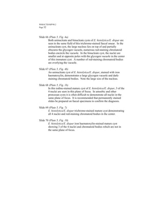 WHO/CTD/SIP/98.2
Page 32



Slide 66 (Plate 5, Fig. 4a)
        Both uninucleate and binucleate cysts of E. histolytica/E. dispar are
        seen in the same field of this trichrome-stained faecal smear. In the
        uninucleate cyst, the large nucleus lies on top of and partially
        obscures the glycogen vacuole, numerous red-staining chromatoid
        bodies encircle the vacuole. In the binucleate cyst, the nuclei are
        smaller and at opposite poles with the glycogen vacuole in the center
        of this immature cyst. A number of red-staining chromatoid bodies
        are overlying the vacuole.

Slide 67 (Plate 5, Fig. 4b)
        An uninucleate cyst of E. histolytica/E. dispar, stained with iron
        haematoxylin, demonstrates a large glycogen vacuole and dark-
        staining chromatoid bodies. Note the large size of the nucleus.

Slide 68 (Plate 5, Fig. 1b)
        In this iodine-stained mature cyst of E. histolytica/E. dispar, 3 of the
        4 nuclei are seen in this plane of focus. In amoebic and other
        protozoan cysts it is often difficult to demonstrate all nuclei in the
        same plane of focus. It is recommended that permanently stained
        slides be prepared on faecal specimens to confirm the diagnosis.

Slide 69 (Plate 5, Fig. 7)
        E. histolytica/E. dispar trichrome-stained mature cyst demonstrating
        all 4 nuclei and red-staining chromatoid bodies in the center.

Slide 70 (Plate 5, Fig. 10)
        E. histolytica/E. dispar iron haematoxylin-stained mature cyst
        showing 3 of the 4 nuclei and chromatoid bodies which are not in
        the same plane of focus.
 
