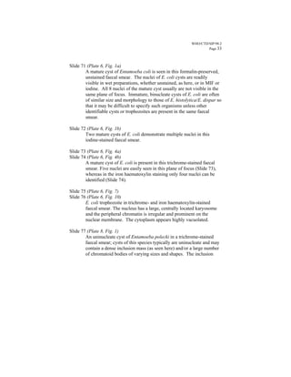 WHO/CTD/SIP/98.2
                                                                        Page 33



Slide 71 (Plate 6, Fig. 1a)
        A mature cyst of Entamoeba coli is seen in this formalin-preserved,
        unstained faecal smear. The nuclei of E. coli cysts are readily
        visible in wet preparations, whether unstained, as here, or in MIF or
        iodine. All 8 nuclei of the mature cyst usually are not visible in the
        same plane of focus. Immature, binucleate cysts of E. coli are often
        of similar size and morphology to those of E. histolytica/E. dispar so
        that it may be difficult to specify such organisms unless other
        identifiable cysts or trophozoites are present in the same faecal
        smear.

Slide 72 (Plate 6, Fig. 1b)
        Two mature cysts of E. coli demonstrate multiple nuclei in this
        iodine-stained faecal smear.

Slide 73 (Plate 6, Fig. 4a)
Slide 74 (Plate 6, Fig. 4b)
        A mature cyst of E. coli is present in this trichrome-stained faecal
        smear. Five nuclei are easily seen in this plane of focus (Slide 73),
        whereas in the iron haematoxylin staining only four nuclei can be
        identified (Slide 74).

Slide 75 (Plate 6, Fig. 7)
Slide 76 (Plate 6, Fig. 10)
        E. coli trophozoite in trichrome- and iron haematoxylin-stained
        faecal smear. The nucleus has a large, centrally located karyosome
        and the peripheral chromatin is irregular and prominent on the
        nuclear membrane. The cytoplasm appears highly vacuolated.

Slide 77 (Plate 8, Fig. 1)
        An uninucleate cyst of Entamoeba polecki in a trichrome-stained
        faecal smear; cysts of this species typically are uninucleate and may
        contain a dense inclusion mass (as seen here) and/or a large number
        of chromatoid bodies of varying sizes and shapes. The inclusion
 