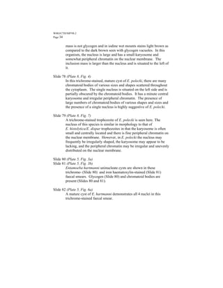 WHO/CTD/SIP/98.2
Page 34


        mass is not glycogen and in iodine wet mounts stains light brown as
        compared to the dark brown seen with glycogen vacuoles. In this
        organism, the nucleus is large and has a small karyosome and
        somewhat peripheral chromatin on the nuclear membrane. The
        inclusion mass is larger than the nucleus and is situated to the left of
        it.

Slide 78 (Plate 8, Fig. 4)
        In this trichrome-stained, mature cyst of E. polecki, there are many
        chromatoid bodies of various sizes and shapes scattered throughout
        the cytoplasm. The single nucleus is situated on the left side and is
        partially obscured by the chromatoid bodies. It has a minute central
        karyosome and irregular peripheral chromatin. The presence of
        large numbers of chromatoid bodies of various shapes and sizes and
        the presence of a single nucleus is highly suggestive of E. polecki.

Slide 79 (Plate 8, Fig. 7)
        A trichrome-stained trophozoite of E. polecki is seen here. The
        nucleus of this species is similar in morphology to that of
        E. histolytica/E. dispar trophozoites in that the karyosome is often
        small and centrally located and there is fine peripheral chromatin on
        the nuclear membrane. However, in E. polecki the nucleus may
        frequently be irregularly shaped, the karyosome may appear to be
        lacking, and the peripheral chromatin may be irregular and unevenly
        distributed on the nuclear membrane.

Slide 80 (Plate 5, Fig. 3a)
Slide 81 (Plate 5, Fig. 3b)
        Entamoeba hartmanni uninucleate cysts are shown in these
        trichrome- (Slide 80) and iron haematoxylin-stained (Slide 81)
        faecal smears. Glycogen (Slide 80) and chromatoid bodies are
        present (Slides 80 and 81).

Slide 82 (Plate 5, Fig. 6a)
        A mature cyst of E. hartmanni demonstrates all 4 nuclei in this
        trichrome-stained faecal smear.
 