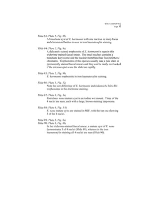 WHO/CTD/SIP/98.2
                                                                      Page 35



Slide 83 (Plate 5, Fig. 6b)
        A binucleate cyst of E. hartmanni with one nucleus in sharp focus
        and chromatoid bodies is seen in iron haematoxylin staining.

Slide 84 (Plate 5, Fig. 9a)
        A delicately stained trophozoite of E. hartmanni is seen in this
        trichrome-stained faecal smear. The small nucleus contains a
        punctuate karyosome and the nuclear membrane has fine peripheral
        chromatin. Trophozoites of this species usually take a pale stain in
        permanently stained faecal smears and they can be easily overlooked
        if the microscopist scans the slide too rapidly.

Slide 85 (Plate 5, Fig. 9b)
        E. hartmanni trophozoite in iron haematoxylin staining.

Slide 86 (Plate 5, Fig. 12)
        Note the size difference of E. hartmanni and Iodamoeba bütschlii
        trophozoites in this trichrome staining.

Slide 87 (Plate 6, Fig. 3a)
        Endolimax nana mature cyst in an iodine wet mount. Three of the
        4 nuclei are seen, each with a large, brown-staining karyosome.

Slide 88 (Plate 6, Fig. 3 b)
        E. nana mature cysts are stained in MIF, with the top one showing
        3 of the 4 nuclei.

Slide 89 (Plate 6, Fig. 6a)
Slide 90 (Plate 6, Fig. 6b)
        In the trichrome-stained faecal smear, a mature cyst of E. nana
        demonstrates 3 of 4 nuclei (Slide 89), whereas in the iron
        haematoxylin staining all 4 nuclei are seen (Slide 90).
 