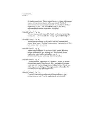 WHO/CTD/SIP/98.2
Page 38



        the nuclear membrane. This organism has no cyst stage and its exact
        manner of transmission has yet to be determined. With both
        trichrome and iron haematoxylin stains, it is characteristic for these
        trophozoites to take a pale stain which results in their being
        overlooked when smears are scanned too rapidly.

Slide 103 (Plate 7, Fig. 6a)
        This iron haematoxylin-stained D. fragilis trophozoite has a single
        nucleus and a karyosome which is clearly fragmented into 3 pieces.

Slide 104 (Plate 7, Fig. 6b)
        A binucleate trophozoite of D. fragilis in an iron haematoxylin-
        stained faecal smear. Both nuclei demonstrate fragmentation of their
        karyosomes into 3 or 4 pieces.

Slide 105 (Plate 7, Fig. 9)
        A binucleate trophozoite of D. fragilis which is more delicately
        stained (trichrome) is seen between an E. histolytica/E. dispar
        trophozoite, and a smaller, uninucleate cyst of
        E. histolytica/E. dispar containing chromatoid bodies.

Slide 106 (Plate 7, Fig. 8)
        Two pale-staining trophozoites of Chilomastix mesnili are seen in
        this trichrome-stained faecal smear. They have a pyriform shape
        which tapers to a point at the posterior end and is most clearly seen
        in the organism on the right. The single nucleus is located at the
        rounded anterior end of the trophozoites.

Slide 107 (Plate 7, Fig. 11)
        C. mesnili trophozoite iron haematoxylin-stained shows finely
        pointed posterior end. Note the nucleus at the anterior end.
 