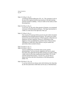 WHO/CTD/SIP/98.2
Page 40



Slide 115 (Plate 8, Fig. 9)
        A trichrome-stained trophozoite of B. coli. The cytostome is seen at
        the top of the organism and the macronucleus is the dark-staining
        structure located in midbody. Cilia are visible on the surface as hair-
        like projections.

Slide 116 (Plate 8, Fig. 3)
        A cyst of B. coli, the only ciliate parasite of humans, in an unstained
        wet mount of formalin-preserved faeces. The large macronucleus is
        visible as a clear area at the right side of the cyst.

Slide 117 (Plate 9, Fig. 1)
        Four oocysts of Cryptosporidium parvum are seen in this wet mount
        preparation from formalin-preserved faeces. The small size of these
        oocysts (4-6 µm) and the presence of black granules within them are
        diagnostic for these organisms. However, confirmation of the
        diagnosis is best accomplished by acid-fast stains of faecal smears.
        Although not visible here, these infective oocysts contain four
        sporozoites when excreted in faeces.

Slide 118 (Plate 9, Fig. 7)
Slide 119 (Plate 9, Fig. 4)
        Various modifications of acid-fast stains can be used for
        demonstrating C. parvum oocysts; organisms will vary in colour
        from dark red to light pink but the black granules are usually readily
        visible with all of the stain modifications used (Slide 118). In this
        acid-fast stained faecal smear, 3 oocysts of C. parvum take an
        intense red colour and show the presence of the black granules
        (Slide 119).

Slide 120 (Plate 9, Fig. 10)
        C. parvum oocyst do not always stain with trichrome, but when they
        do, the four sporozoites within them can be seen, as illustrated here.
 