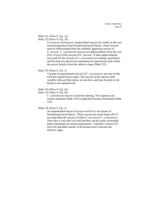 WHO/CTD/SIP/98.2
                                                                       Page 41



Slide 121 (Plate 9, Fig. 2a)
Slide 122 (Plate 9, Fig. 2b)
        Cyclospora cayetanensis unsporulated oocysts are visible in this wet
        mount preparation from formalin-preserved faeces. These oocysts
        must be differentiated from the similarly appearing oocysts of
        C. parvum. C. cayetanensis oocysts are approximately twice the size
        (8 to 10 µm) of the oocysts of C. parvum. It takes approximately
        one week for the oocysts of C. cayetanensis to undergo sporulation
        and develop two sporocysts containing two sporozoites each within
        the oocyst which is then the infective stage (Slide 122).

Slide 123 (Plate 9, Fig. 5)
        A group of unsporulated oocysts of C. cayetanensis are seen in this
        acid-fast stained faecal smear. The oocysts of this species stain
        variably with acid-fast stains, as seen here, and may be pink to red,
        bluish or not stained at all.

Slide 124 (Plate 9, Fig. 8a)
Slide 125 (Plate 9, Fig. 8b)
        C. cayetanensis oocyst in acid-fast staining. The organism can
        remain unstained (Slide 124) or typically becomes red-stained (Slide
        125).

Slide 126 (Plate 9, Fig. 3)
        An unsporulated oocyst of Isospora belli in a wet mount of
        formalin-preserved faeces. These oocysts are much larger (20-33
        µm long) than the oocysts of either C. parvum or C. cayetanensis.
        They have a very thin cyst wall and they can be easily overlooked
        when examining wet mount preparations. Typically, oocysts of I.
        belli will sporulate outside of the human host to become the
        infective stage.
 