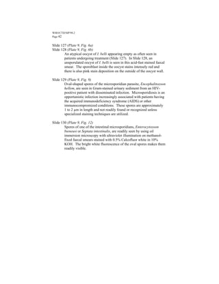 WHO/CTD/SIP/98.2
Page 42


Slide 127 (Plate 9, Fig. 6a)
Slide 128 (Plate 9, Fig. 6b)
        An atypical oocyst of I. belli appearing empty as often seen in
        patients undergoing treatment (Slide 127). In Slide 128, an
        unsporulated oocyst of I. belli is seen in this acid-fast stained faecal
        smear. The sporoblast inside the oocyst stains intensely red and
        there is also pink stain deposition on the outside of the oocyst wall.

Slide 129 (Plate 9, Fig. 9)
        Oval-shaped spores of the microsporidian parasite, Encephalitozoon
        hellem, are seen in Gram-stained urinary sediment from an HIV-
        positive patient with disseminated infection. Microsporidiosis is an
        opportunistic infection increasingly associated with patients having
        the acquired immunodeficiency syndrome (AIDS) or other
        immunocompromized conditions. These spores are approximately
        1 to 2 µm in length and not readily found or recognized unless
        specialized staining techniques are utilized.

Slide 130 (Plate 9, Fig. 12)
        Spores of one of the intestinal microsporidians, Enterocytozoon
        bieneusi or Septata intestinalis, are readily seen by using oil
        immersion microscopy with ultraviolet illumination on methanol-
        fixed faecal smears stained with 0.5% Calcofluor white in 10%
        KOH. The bright white fluorescence of the oval spores makes them
        readily visible.
 