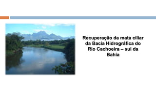 Recuperação da mata ciliar
da Bacia Hidrográfica do
Rio Cachoeira – sul da
Bahia
 