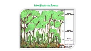 Estratificaçãodas florestas
 