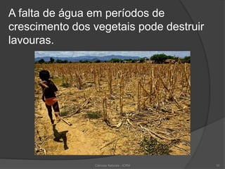 A falta de água em períodos de
crescimento dos vegetais pode destruir
lavouras.
10Ciências Naturais - ICRM
 