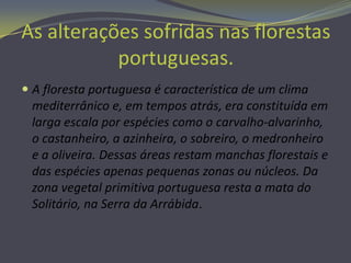 O que está a destruir as florestas?