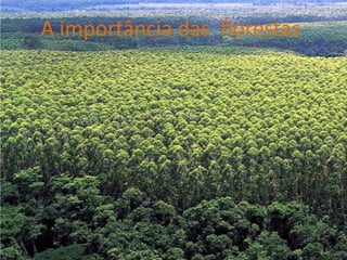 A importância das florestas
 