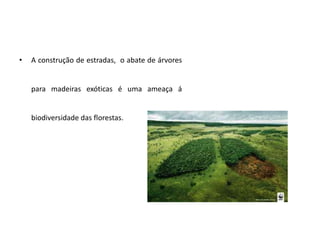 • A construção de estradas, o abate de árvores
para madeiras exóticas é uma ameaça á
biodiversidade das florestas.
