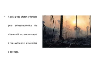 • A seca pode afetar a floresta
pelo enfraquecimento do
sistema até ao ponto em que
é mais vulnerável a incêndios
e doenças.