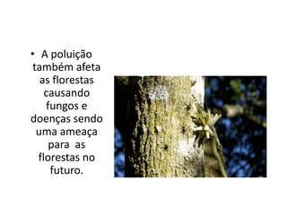 • A poluição
também afeta
as florestas
causando
fungos e
doenças sendo
uma ameaça
para as
florestas no
futuro.