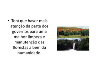 • Terá que haver mais
atenção da parte dos
governos para uma
melhor limpeza e
manutenção das
florestas a bem da
humanidade.