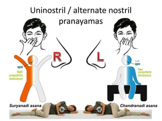 Uninostril / alternate nostril
pranayamas
Suryanadi asana Chandranadi asana
 