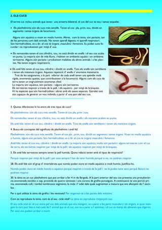 2. ELS CUCS
El terme cuc inclou animals que tenen una simetria bilateral, el cos del cuc es tou i sense esquelet.
 Els platihelmints són els cucs més senzills. Tenen el cos pla, prim, tou, dividit en
segments i sense òrgans de locomoció.
Alguns són aquàtics o viuen en medis humits. Altres, com la tènia, són paràsits, tan
de les persones com dels animals. No tenen aparell digestiu ni aparell respiratori.
Són hermafrodites, es a dir, el cos té òrgans ,masculins i femenins. Es poden auto fe-
cundar i es reprodueixen per mitjà d’ ous.
 Els nematodes tenen el cos cilíndric, tou, no està dividit en anells i el seu cos acaba
en punta. La majoria són de vida lliure, i habiten en ambients aquàtic i en ambients
terrestres. Alguns són paràsits i produeixen malalties als altres animals i a les plan-
tes. No tenen òrgans respiratoris.
 Els anèl·lids tenen el cos tou, cilíndric i dividit en anells. Tots els anells són semblants
i tenen els mateixos òrgans. Aquesta repetició d’ anells s’ anomena metameria.
Tret de les sangoneres, a la part inferior de cada anell tenen uns apèndix molt
rígids, anomenats quetes, que contribueixen a la locomoció. Alguns com els cucs de
terra tenen un engruiximent anomenat clitel.
La majoria són aquàtics, són paràsits i alguns són terrestres.
Els terrestres respiren a través de la pell, i els aquàtics , per mitjà de brànquies.
Hi ha espècies que són hermafrodites i altres amb els sexes separats. Gairebé tots
són capaços de generar un nou individu a partir d’ una part del seu cos.
3. Quines diferències hi ha entre els tres tipus de cucs?
Els platihelmints: són els cucs més senzills. Tenen el cos pla, prim i tou.
Els nematodes: tenen el cos cilíndric, tou, no està dividit en anells i els extrems acaben en punta.
Els anèl·lids: tenen el cos tou, cilíndric i dividit en anells. Tots els anells són semblants i tenen els mateixos òrgans.
4. Busca els conceptes del significats de platihelmint i anèl·lid:
Platihelmints: són els cucs més senzills. Tenen el cos pla , prim, tou, dividit en segments i sense òrgans. Viuen en medis aquàtics
o humits, alguns són paràsits. Són hermafrodites, es a dir el cos té òrgans masculins i femenins.
Anèl·lids: tenen el cos tou, cilíndric i dividit en anells. La majoria són aquàtics, molts són paràsits i alguns terrestres com el cuc
de terra, els terrestres respiren per mitjà de la pell i els aquàtics respiren per mitjà de brànquies.
5. Els anèl·lids terrestres sempre tenen la pell humida. Quina relació tenen amb el tipus de respiració?
Perquè respiren per mitjà de la pell i per això sempre l han de tenir humida perquè si no, no podrien respirar.
28. Els anèl·lids són el grup d’ invertebrats que només poden viure en medis aquàtics o molt humits. Justifica-ho.
Només poden viure en medis humits o aquàtics perquè respiren a través de la pell i no la poden tenir seca perquè llavors no
podrien respirar.
30. la tènia es un cuc platihelmint que pot arribar a fer 4 m de llargada. A la part anterior del seu cos presenta una protuberàn-
cia anomenada escòlex o cap, proveïda de quatre ventoses i una corona de grafits punxeguts. A continuació te una porció pri-
ma, anomenada coll, i també nombrosos segments, la mida i l’ edat dels quals augmenten a mesura que ens allunyem de l’ escò-
lex.
Per a què utilitza la tènia els grafits i les ventoses? Per enganxar-se a les parets dels intestins.
Com es reprodueix la tènia, com és el seu cicle vital? La tènia es reprodueix mitjançant ous.
El seu cicle vital es: el cuc entra pel cos dels animals que ens mengem, va a parar a les parts musculars i als òrgans, si quan men-
gem la carn poc feta o mal cuita de l’ animal que té el cuc, ens va a parar a l’ estómac i el cuc es menja els aliments que digerim.
Per això ens podem arribar a morir.
 