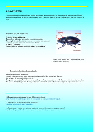 Com és el cos dels artròpodes
4. ELS ARTRÒPODES
Presenten simetria bilateral .
Tenen el cos cobert per un esquelet extern o exosquelet.
Tenen apèndixs articulats, com potes, antenes, ales o peces bucals.
La majoria tenen el cos dividit en tres zones: el cap,
el tòrax i l'abdomen.
Els ulls poden ser simples, anomenats ocels, o compostos.
Com són les funcions dels artròpodes
Tenen una alimentació molt variada.
La majoria dels artròpodes tenen sexes separats, i els mascles i les femelles són diferents.
Són ovípars i la fecundació sol ser interna.
En alguns artròpodes, de l'ou neix una larva, que després d'un procés de metamorfosi es converteix en un individu adult.
Per créixer s'han de desprendre de l'esquelet extern i n'han de formar un de nou. Aquest procés rep el nom de muda.
Tenen el cap bastant petit i fusionat amb el tòrax
(cefalotòrax) i l’abdomen
10. Busca en els conceptes claus l’origen del terme artròpode.
Grup d’animals invertebrats que tenen un exosquelet i un cos segmentat en tres parts.
11. Quina funció té l'exosquelet en els artròpodes?
Els serveix de protecció i evita dessecació.
12. Perquè els artròpodes han de mudar la coberta externa? Com s’anomena aquest procés?
Han de mudar perquè la coberta externa no els deixa créixer i el procés s’anomena muda.
Constitueixen el grup més nombrós d'animals. Actualment es coneixen més d'un milió d'espècies diferents d'artròpodes.
Viuen en tots els medis: terrestres, marins i d'aigua dolça. Presenten una gran varietat d'adaptacions a diferents maneres de
viure.
 