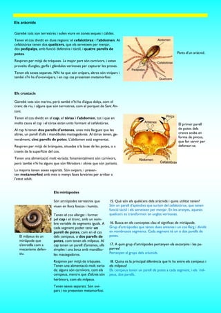 Els aràcnids
Gairebé tots són terrestres i solen viure en zones seques i càlides.
Tenen el cos dividit en dues regions: el cefalotòrax i l'abdomen. Al
cefalotòrax tenen dos quelícers, que els serveixen per menjar,
dos pedipalps, amb funció defensiva i tàctil, i quatre parells de
potes.
Respiren per mitjà de tràquees. La major part són carnívors, i estan
proveïts d'ungles, garfis i glàndules verinoses per capturar les preses.
Tenen els sexes separats. N'hi ha que són ovípars, altres són vivípars i
també n'hi ha d'ovovivípars, i en cap cas presenten metamorfosi.
Els crustacis
Gairebé tots són marins, però també n'hi ha d'aigua dolça, com el
cranc de riu, i alguns que són terrestres, com el porquet de Sant An-
toni.
Tenen el cos dividit en el cap, el tòrax i l'abdomen, tot i que en
molts casos el cap i el tòrax estan units formant el cefalotòrax.
Al cap hi tenen dos parells d'antenes, unes més llargues que les
altres, un parell d'ulls i mandíbules mastegadores. Al tòrax tenen, ge-
neralment, cinc parells de potes. L'abdomen està segmentat.
Respiren per mitjà de brànquies, situades a la base de les potes, o a
través de la superfície del cos.
Tenen una alimentació molt variada; fonamentalment són carnívors,
però també n'hi ha alguns que són filtradors i altres que són paràsits.
La majoria tenen sexes separats. Són ovípars, i presen-
ten metamorfosi amb més o menys fases larvàries per arribar a
l'estat adult.
Parts d’un aràcnid.
El primer parell
de potes dels
crancs acaba en
forma de pinces,
que fan servir per
defensar-se.
15. Què són els quelícers dels aràcnids i quina utilitat tenen?
Són un parell d’apèndixs que surten del cefalotòrax, que tenen
funció tàctil i els serveixen per menjar. En les aranyes, aquests
quelícers es transformen en ungles verinoses.
16. Busca en els conceptes clau el significat de miriàpode.
Grup d’artròpodes que tenen dues antenes i un cos llarg i dividit
en nombrosos segments. Cada segment té un o dos parells de
potes.
17. A quin grup d’artròpodes pertanyen els escorpins i les pa-
parres?
Pertanyen al grups dels aràcnids.
18. Quina és la principal diferència que hi ha entre els centpeus i
els milpeus?
Els centpeus tenen un parell de potes a cada segment, i els mil-
peus, dos parells.
Els miriàpodes
Són artròpodes terrestres que
viuen en llocs foscos i humits.
Tenen el cos allargat i format
pel cap i el tronc, amb un nom-
bre variable de segments iguals. A
cada segment poden tenir un
parell de potes, com en el cas
dels centpeus, o dos parells de
potes, com tenen els milpeus. Al
cap tenen un parell d'antenes, ulls
simples i una boca amb mandíbu-
les mastegadores.
Respiren per mitjà de tràquees.
Tenen una alimentació molt varia-
da: alguns són carnívors, com els
centpeus, mentre que d'altres són
herbívors, com els milpeus.
Tenen sexes separats. Són oví-
pars i no presenten metamorfosi.
El milpeus és un
miriàpode que
s'enrotlla com a
mecanisme defen-
siu.
 