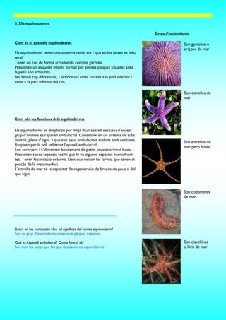 Com és el cos dels equinoderms
5. Els equinoderms
Els equinoderms tenen una simetria radial tot i que en les larves es bila-
teral.
Tenen un cos de forma arrodonida com les garotes.
Presenten un esquelet intern, format per petites plaques situades sota
la pell i són articulats.
No tenen cap diferenciat, i la boca sol estar situada a la part inferior i
estar a la part inferior del cos.
Com són les funcions dels equinoderms
Els equinoderms es desplacen per mitjà d’un aparell exclusiu d’aquest
grup d’animals es l’aparell ambulacral. Consisteix en un sistema de tubs
interns, plens d’aigua i que son peus ambulacrals acabats amb ventoses.
Respiren per la pell utilitzant l’aparell ambulacral.
Son carnívors i s’alimenten bàsicament de petits crustacis i mol·luscs.
Presenten sexes separats tot hi que hi ha algunes espècies hermafrodi-
tes. Tenen fecundació externa. Dels ous neixen les larves, que tenen el
procés de la metamorfosi.
L’estrella de mar té la capacitat de regeneració de braços de peus o del
que sigui.
Grups d’equinoderms
Son estrelles de
mar
Busca en les conceptes clau el significat del terme equinoderm?
Són un grup d’invertebrats coberts de plaques i espines.
Què es l’aparell ambulacral? Quina funció té?
Son com les potes que fan que desplacen els equinoderms
Son garrotes o
eriçons de mar
Son estrelles de
mar pero falses
Son cogombres
de mar
Son clavellines
o lliris de mar
 