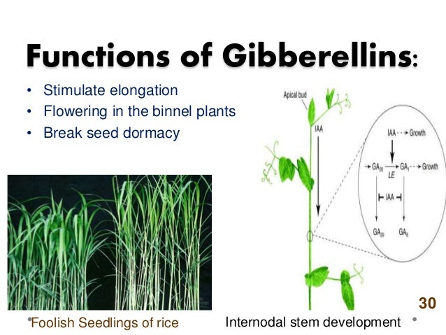 function of gibberellins