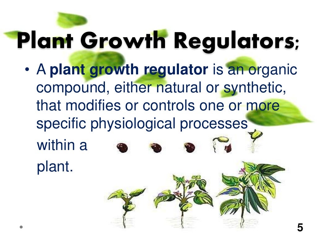 Plant Growth Regulators Auxin And Gibberelins