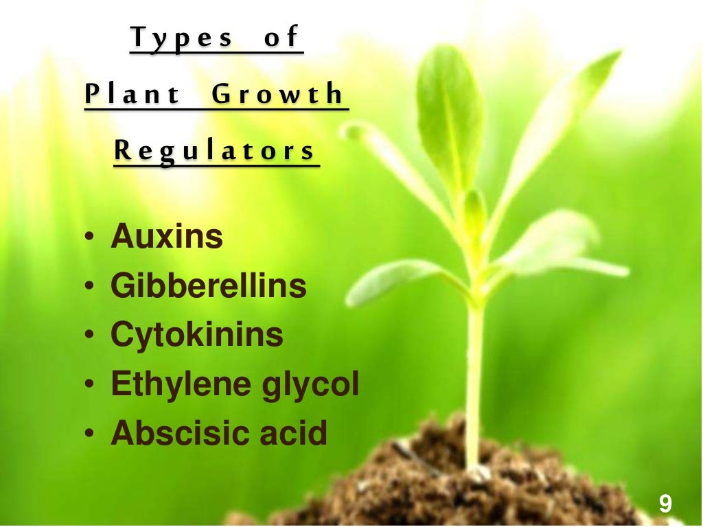 Plant Growth Regulators Auxin And Gibberelins