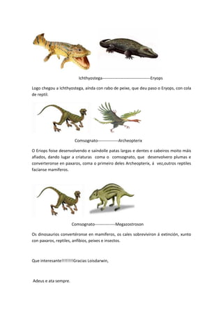 Ichthyostega-----------------------------------Eryops
Logo chegou a Ichthyostega, aínda con rabo de peixe, que deu paso o Eryops, con cola
de reptil.

Comsognato---------------Archeopterix
O Eriops foise desenvolvendo e saíndolle patas largas e dentes e cabeiros moito máis
afiados, dando lugar a criaturas coma o comsognato, que desenvolvero plumas e
converteronse en paxaros, coma o primeiro deles Archeopterix, á vez,outros reptiles
facíanse mamíferos.

Comsognato---------------Megazostroson
Os dinosaurios convertéronse en mamíferos, os cales sobreviviron á extinción, xunto
con paxaros, reptiles, anfibios, peixes e insectos.

Que interesante!!!!!!!!Gracias Loisdarwin,

Adeus e ata sempre.

 