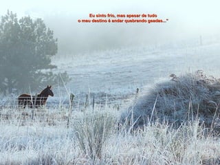 Eu sinto frio, mas apesar de tudoEu sinto frio, mas apesar de tudo
o meu destino é andar quebrando geadas...”o meu destino é andar quebrando geadas...”
 