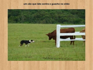 um cão que late contra o guacho no oitão
 
