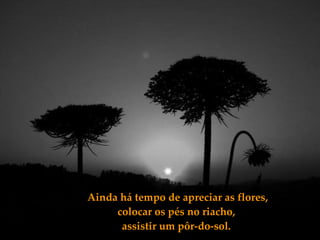 Ainda há tempo de apreciar as flores, colocar os pés no riacho,  assistir um pôr-do-sol.  