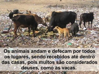 Os animais andam e defecam por todos os lugares, sendo recebidos até dentro das casas, pois muitos são considerados deuses, como as vacas.   