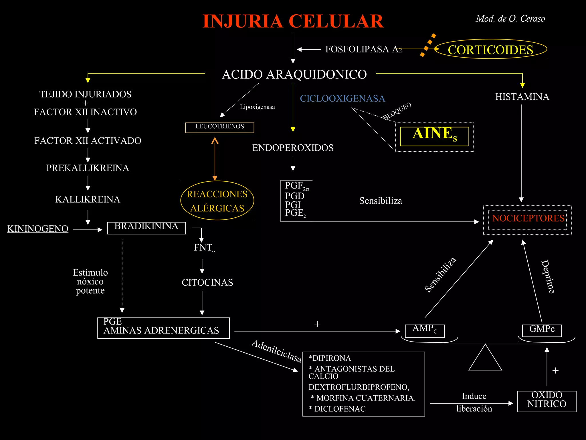 INJURIA CELULAR                                                                     Mod. de O. Ceraso


                                                                             FOSFOLIPASA A2                        CORTICOIDES
                                               ACIDO ARAQUIDONICO
     TEJIDO INJURIADOS                                               CICLOOXIGENASA                                                  HISTAMINA
              +                                   Lipoxigenasa                                      O
    FACTOR XII INACTIVO                                                                          UE
                                                                                            OQ
                                                                                          BL
                                        LEUCOTRIENOS

    FACTOR XII ACTIVADO
                                                                                                        AINES
                                                       ENDOPEROXIDOS

      PREKALLIKREINA
                                                                 PGF2α
                                      REACCIONES                 PGD
       KALLIKREINA                                                                  Sensibiliza
                                       ALÉRGICAS                 PGI
                                                                 PGE2
                                                                                                                                     NOCICEPTORES
KININOGENO              BRADIKININA

                                        FNT∝




                                                                                                                 za




                                                                                                                                            Depr
                                                                                                                   li
             Estímulo




                                                                                                               ibi
              nóxico                  CITOCINAS




                                                                                                            ns




                                                                                                                                             ime
              potente




                                                                                                         Se
                   PGE                                                   +
                   AMINAS ADRENERGICAS                                                                  AMPC                               GMPc
                                                       Ade
                                                          ni   lcicl
                                                                    asa *DIPIRONA
                                                                       * ANTAGONISTAS DEL
                                                                       CALCIO
                                                                                                                                                 +
                                                                       DEXTROFLURBIPROFENO,
                                                                        * MORFINA CUATERNARIA.                            Induce           OXIDO
                                                                       * DICLOFENAC                                     liberación
                                                                                                                                          NITRICO
 