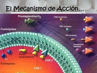 El Mecanismo de Acción…
INHIBIR LA COX, REDUCIENDO EL
BLOQUEO DE SISTESIS DE
PROSTAGLANDINAS
 