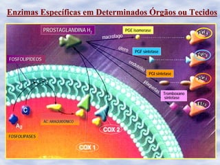 Enzimas EspecEnzimas Especííficas em Determinadosficas em Determinados ÓÓrgãos ou Tecidosrgãos ou Tecidos
PGE isomerase
PGF sintetase
PGI sintetase
Tromboxano
sintetase
FOSFOLIPASESFOSFOLIPASES
ÁÁC. ARAQUIDÔNICOC. ARAQUIDÔNICO
FOSFOLIPFOSFOLIPÍÍDEOSDEOS
PROSTAGLANDINA HPROSTAGLANDINA H22 PGEPGE22
PGFPGF22
PGIPGI22
TXATXA22
plaquetas
endotélio
macrófago
útero
 