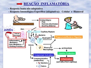 REAREAÇÇÃO INFLAMATÃO INFLAMATÓÓRIARIA
- Resposta Inata não adaptativa
- Resposta Imunológica Específica (adaptativa): Celular e Humoral
AINEsAINEs
 