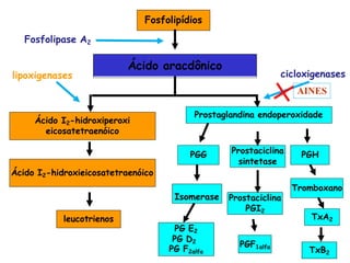 Fosfolipídios
Ácido aracdônico
Ácido I2-hidroxiperoxi
eicosatetraenóico
leucotrienos TxA2
PG E2
PG D2
PG F2alfa
PGF1alfa
Fosfolipase A2
lipoxigenases cicloxigenases
PGG Prostaciclina
sintetase
PGH
Ácido I2-hidroxieicosatetraenóico
Prostaglandina endoperoxidade
Isomerase
Tromboxano
TxB2
Prostaciclina
PGI2
AINES
 