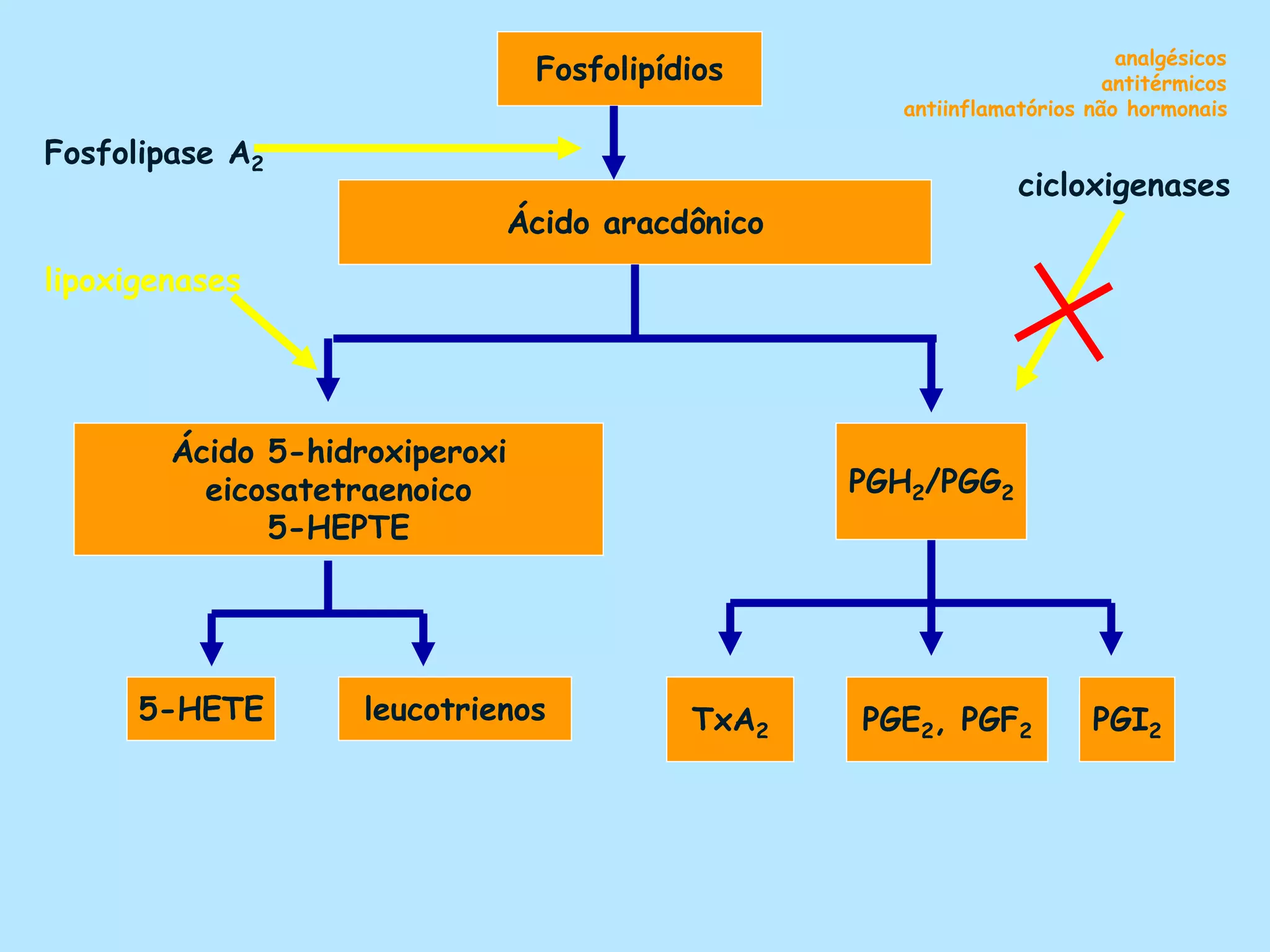 Fosfolipídios
Ácido aracdônico
Ácido 5-hidroxiperoxi
eicosatetraenoico
5-HEPTE
5-HETE leucotrienos TxA2 PGE2, PGF2 PGI2
Fosfolipase A2
lipoxigenases
cicloxigenases
PGH2/PGG2
analgésicos
antitérmicos
antiinflamatórios não hormonais
 