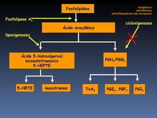 Fosfolipídios Ácido aracdônico Ácido 5-hidroxiperoxi eicosatetraenoico 5-HEPTE 5-HETE leucotrienos TxA 2 PGE 2 , PGF 2 PGI 2 Fosfolipase A 2 lipoxigenases cicloxigenases PGH 2 /PGG 2 analgésicos antitérmicos antiinflamatórios não hormonais 