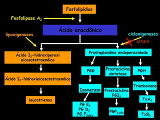 Fosfolipídios
Ácido aracdônico
Ácido I2-hidroxiperoxi
eicosatetraenóico
leucotrienos TxA2
PG E2
PG D2
PG F2alfa
PGF1alfa
Fosfolipase A2
lipoxigenases cicloxigenases
PGG Prostaciclina
sintetase
PGH
Ácido I2-hidroxieicosatetraenóico
Prostaglandina endoperoxidade
Isomerase
Tromboxano
TxB2
Prostaciclina
PGI2
AINES
 