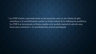 • La COX-2 basal, expresada tanto en las neuronas como en las células de glía,
contribuye a la sensibilización central en la fase inicial de la inflamación periférica.
La COX-2 se incrementa en forma amplia en la medula espinal al cabo de unas
horas para contribuir a la sensibilización central prolongada.
 