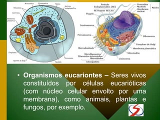 • Organismos eucariontes – Seres vivos
constituídos por células eucarióticas
(com núcleo celular envolto por uma
membrana), como animais, plantas e
fungos, por exemplo.
 