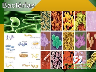 Prof. Romualdo Caetano
Ciências Biológicas
 
