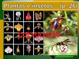 Prof. Romualdo Caetano
Ciências Biológicas
 