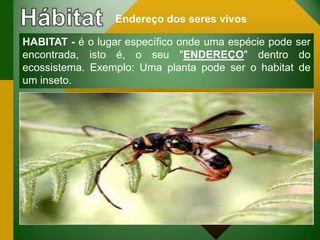 Endereço dos seres vivos
HABITAT - é o lugar específico onde uma espécie pode ser
encontrada, isto é, o seu "ENDEREÇO" dentro do
ecossistema. Exemplo: Uma planta pode ser o habitat de
um inseto.
 