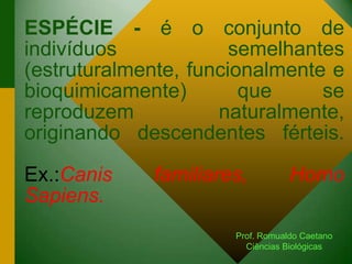 ESPÉCIE - é o conjunto de
indivíduos semelhantes
(estruturalmente, funcionalmente e
bioquimicamente) que se
reproduzem naturalmente,
originando descendentes férteis.
Ex.:Canis familiares, Homo
Sapiens.
Prof. Romualdo Caetano
Ciências Biológicas
 